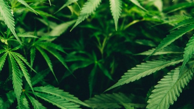 NOTICIAS • OLIVA RADIO Máxima Audiencia • Xalapa, Ver. México