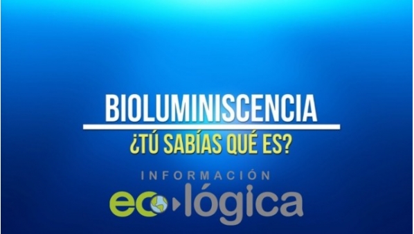 1204812350_eco.jpg