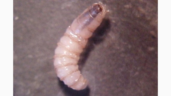 1490424473_sin_titulo.jpg