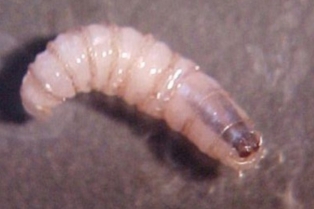 37332945_gusanobarrenador.jpg