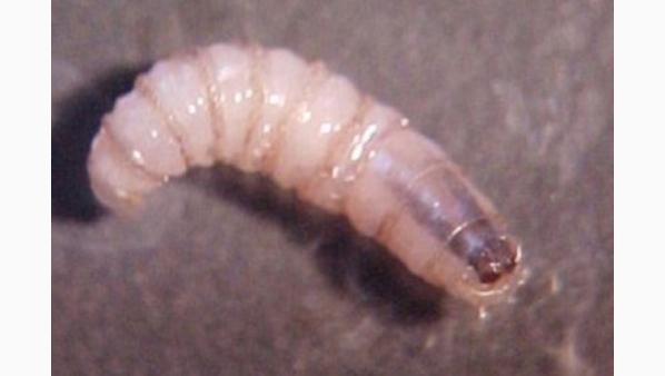 37332945_gusanobarrenador.jpg