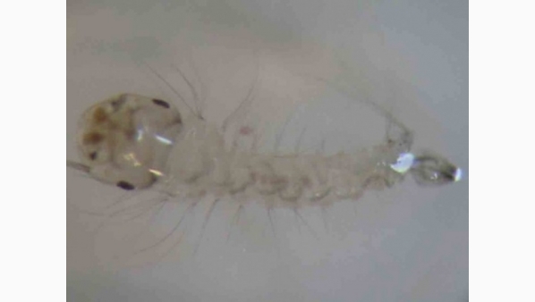 383792189_dengue.jpg