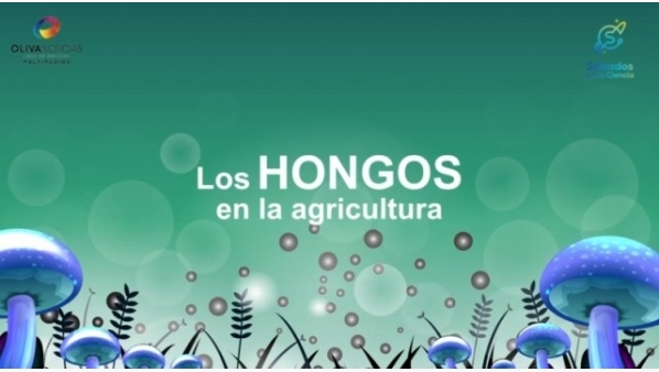 626439182_hongos.jpg