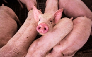 71074862_cerdo.jpg