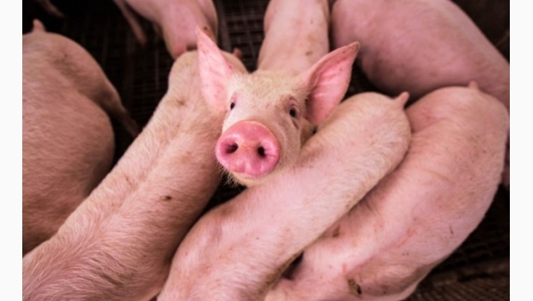 71074862_cerdo.jpg