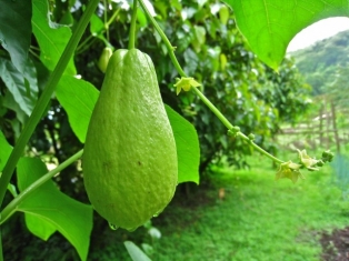 904486710_chayote1.jpg
