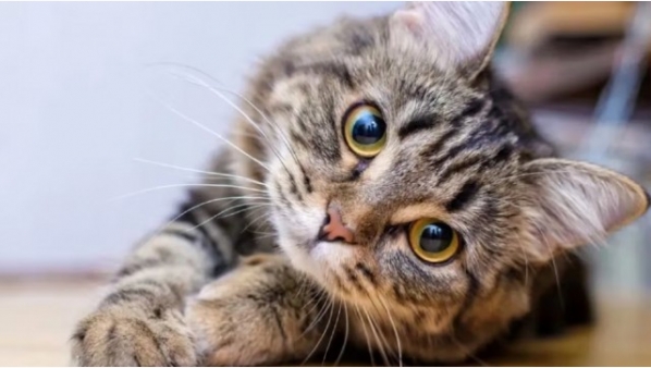 984051252_gato.jpg