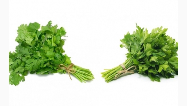 asipuedesdiferenciarelcilantro.jpg