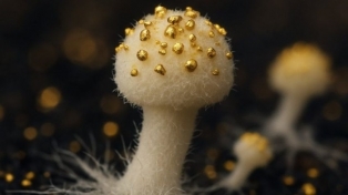 f848x4771182827_1240630_5328.jpg