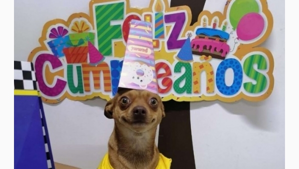 familiaorganizafiestacumpleanosperrito_0_0_1200_747.jpg