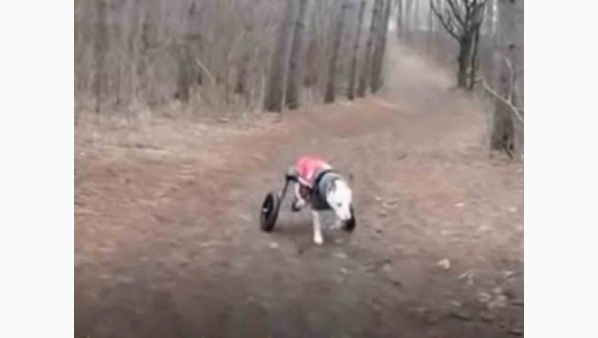 luna_perrita_discapacitada_y_abandonada.jpg