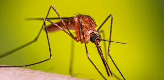 mosquitoanophelestransmisordelamalariaopaludismo.jpg