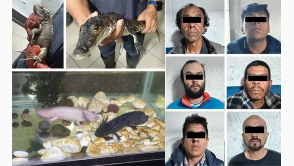 narcomenudistasdetenidosenposesiondeanimalesexoticos.jpg