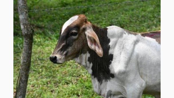 peligrosdelgusanobarrenadornoe.jpg
