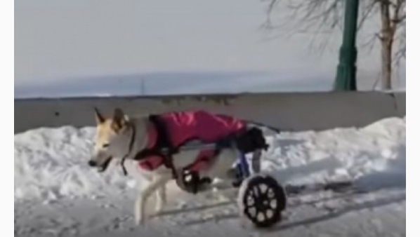 perrita_muere_luna_argentina_historia_triste.jpg