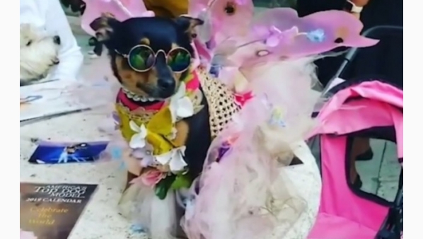 perritopasavivircallemiles_0_0_1200_747.jpg
