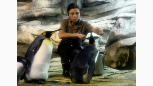 pinguinos1.jpg
