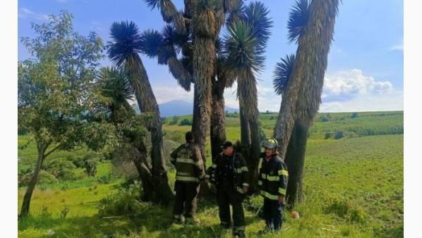 rayoimpactapalmeraentolucahay7heridos_1.jpg