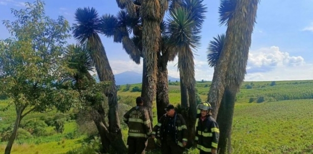 rayoimpactapalmeraentolucahay7heridos_1.jpg
