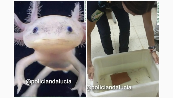 rescate29ajolotesmexicanosespana.jpg