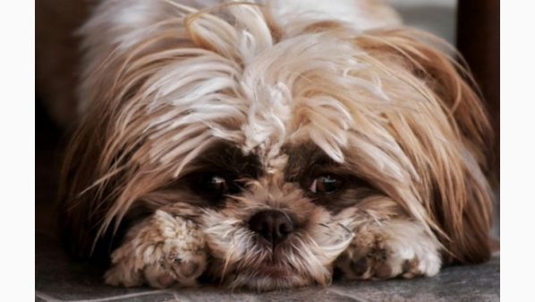 si_tu_perro_tiene_este_sintoma_no_lo_ignores_podria_indicar_una_enfermedad_mortal.jpg