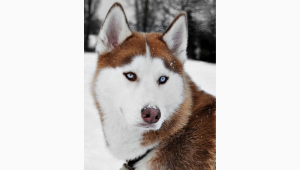 siberiano.jpg