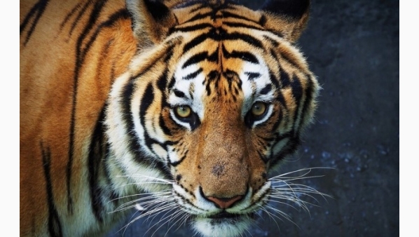 tigresumatraespeciepeligroextincion_0_1_1200_746.jpg