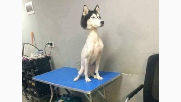 un_husky_siberiano_rapado_causa_sensacion_en_las_redes.jpg